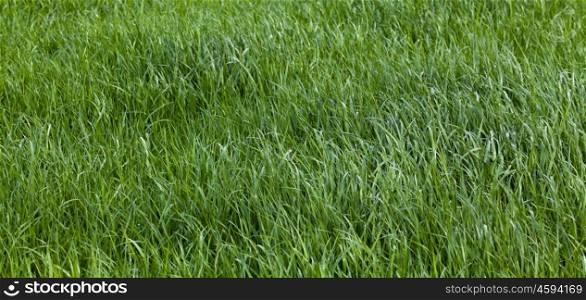 Grass. Green meadow. grass texture