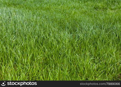 Grass. Green meadow. grass texture