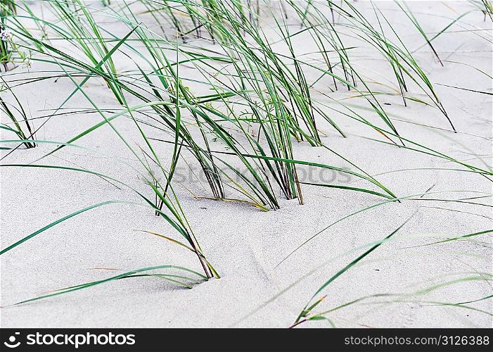grass growing in sand on seashore. summer