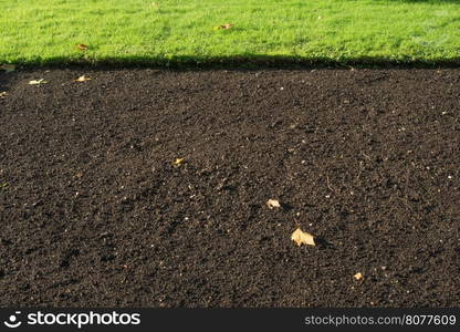 Grass illuminated by sunlight. Soil and grass