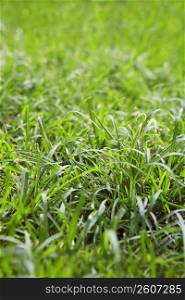 Grass in a backyard