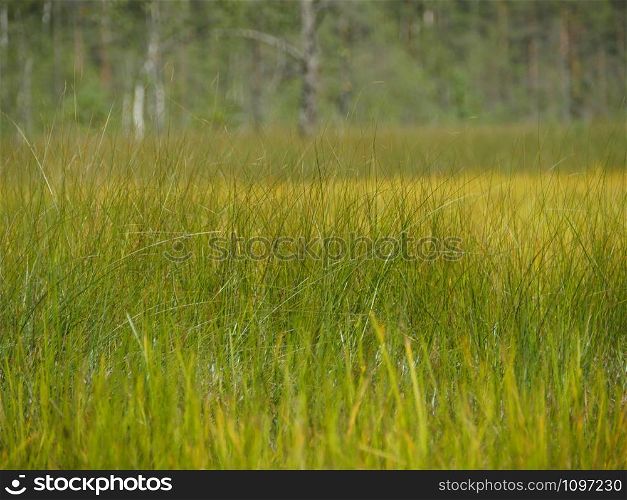 Grass in a field, green meadow