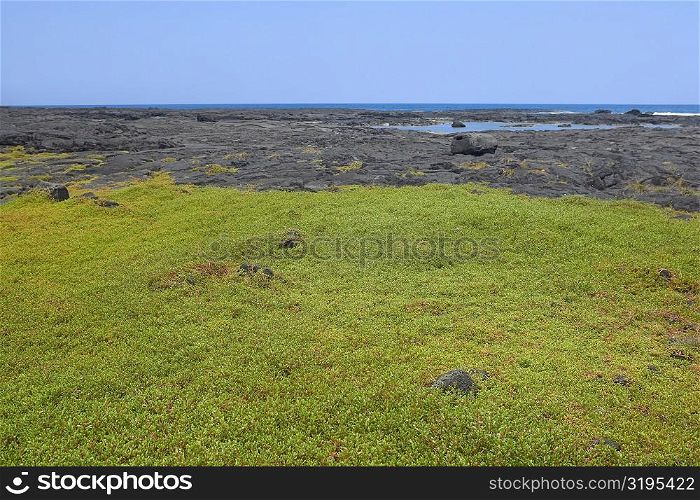 Grass in a field, Puuhonua O Honaunau National Historical Park, Kona Coast, Big Island, Hawaii Islands, USA