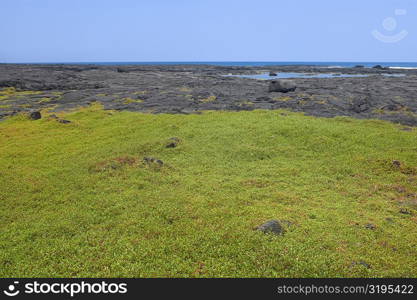 Grass in a field, Puuhonua O Honaunau National Historical Park, Kona Coast, Big Island, Hawaii Islands, USA