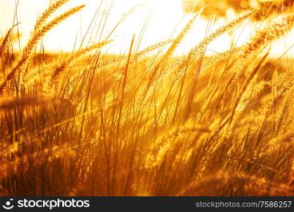 Grass in a meadow at sunset