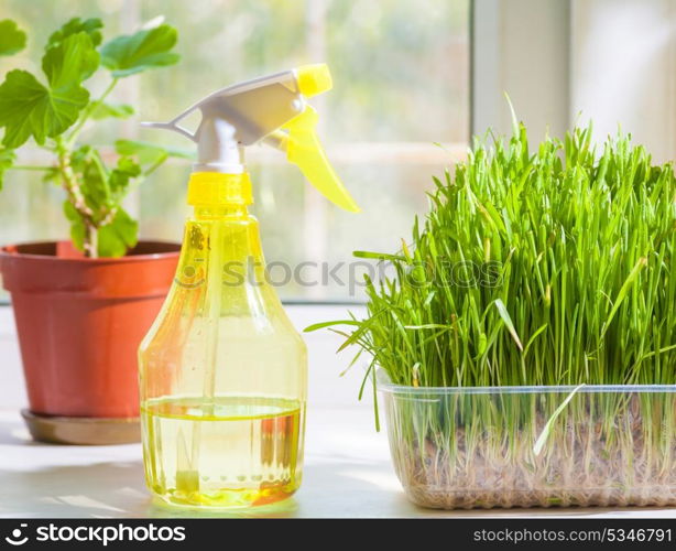 grass in container and yellow sprayer on the windowsill closeup indoors. Plant on the background