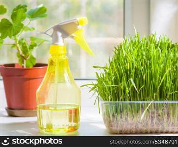 grass in container and yellow sprayer on the windowsill closeup indoors. Plant on the background