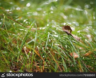 Grass in drops