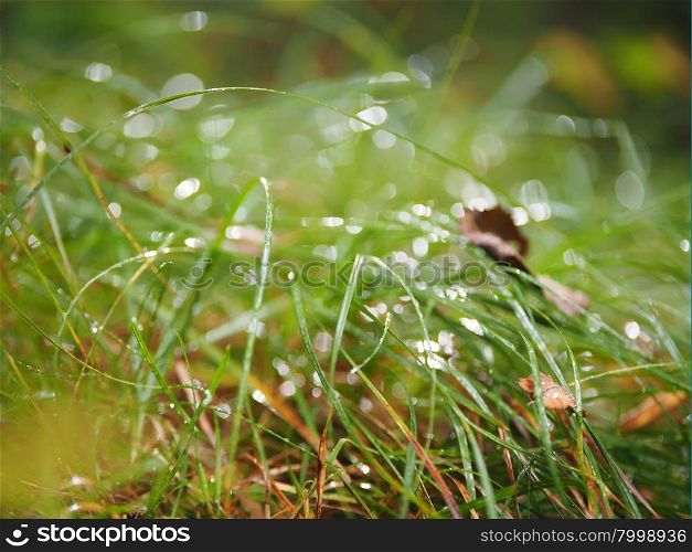 Grass in drops