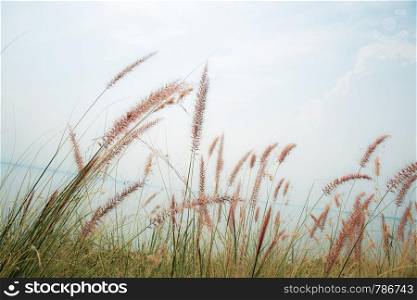 Grass in field with sunlight at the blue sky.
