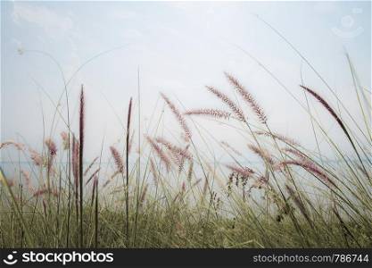 Grass in field with the blue sky.