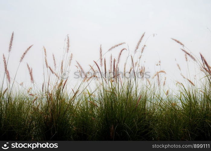 Grass in field with the sky at sunset.