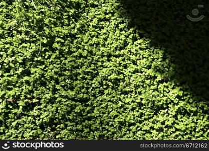 Grass in shade