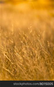 Grass in soft focus with shallow depth of field in golden sunset light