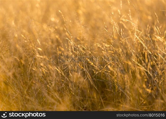 Grass in soft focus with shallow depth of field in golden sunset light