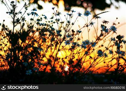Grass in the field against a beautiful sunset
