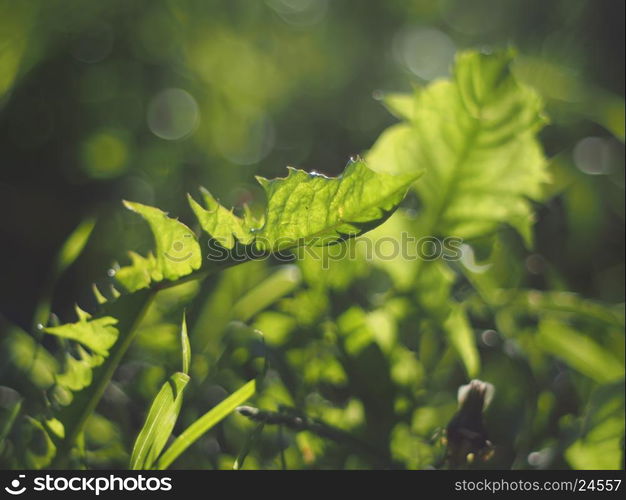 grass in the forest