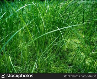 Grass in the forest