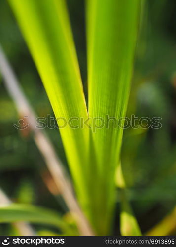 grass in the forest