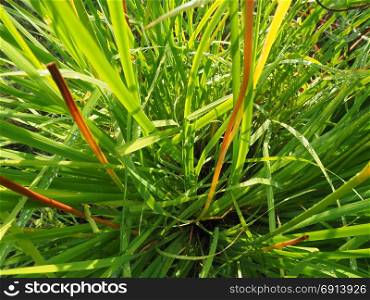 grass in the forest
