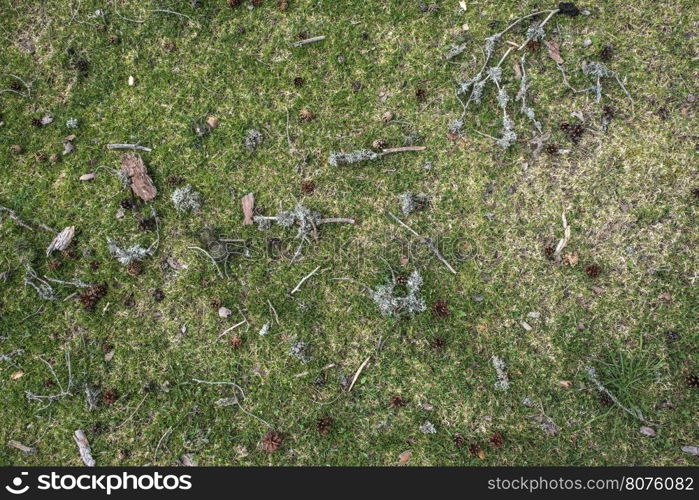 Grass in the forest with cones and sticks to it. Background