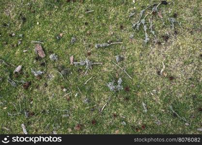 Grass in the forest with cones and sticks to it. Background