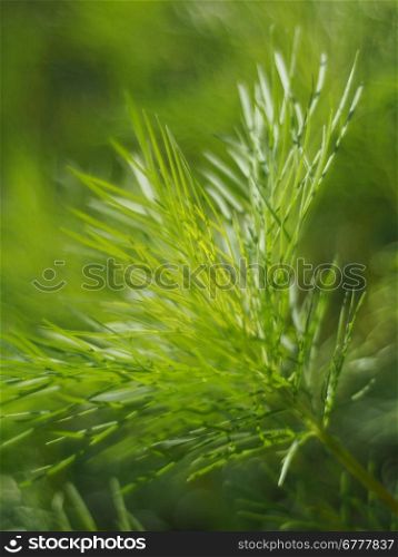 grass in the summer forest
