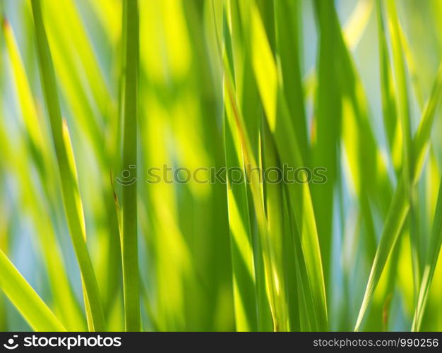 grass in the summer. forest