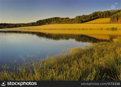 Grass in the water of a lake in the feet from a hill at sunset