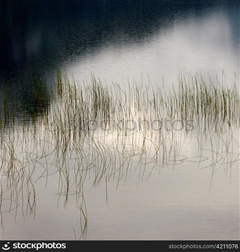 Grass in water, Granvinsvatnet, Granvin, Hordaland County, Norway