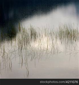 Grass in water, Granvinsvatnet, Granvin, Hordaland County, Norway