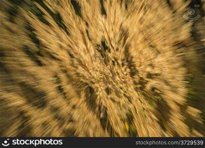 grass in wind and backlight