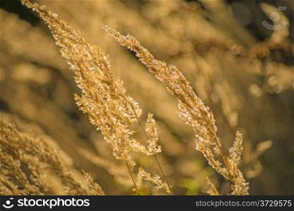 grass in wind and backlight