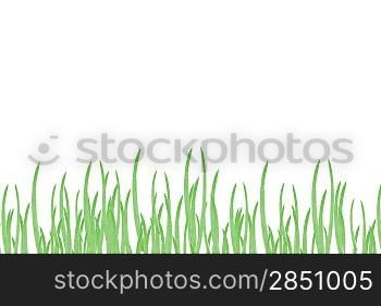 Grass isolated on white