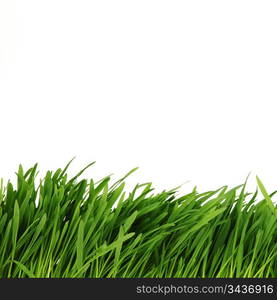 grass isolated on white background