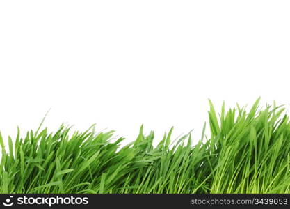 grass isolated on white background