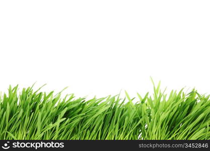 grass isolated on white background