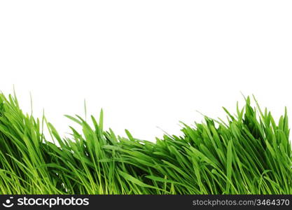 grass isolated on white background