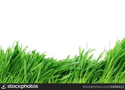 grass isolated on white background