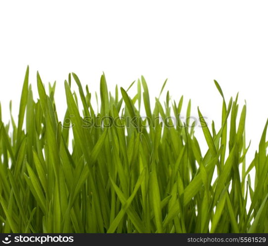 grass isolated on white background