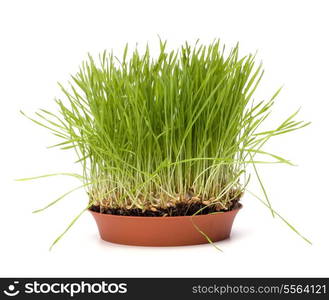 grass isolated on white background