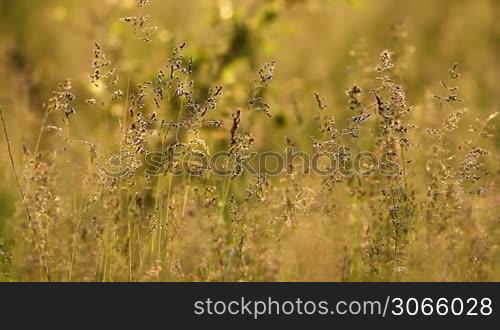 Grass landscape in the wonderful sunset light