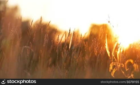 Grass landscape in the wonderful sunset light