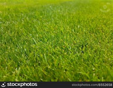 Grass lawn closeup