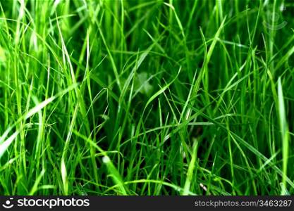 grass macro close up natura background