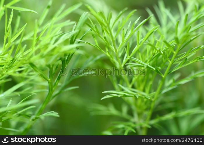 grass macro close up natura background