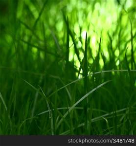 grass macro close up natura background
