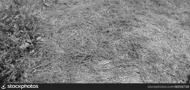 Grass meadow background. Grass meadow useful as a background in black and white