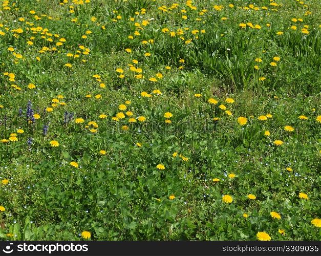 Grass meadow. Green grass meadow lawn useful as a background