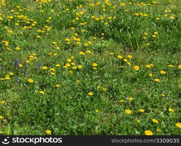 Grass meadow. Green grass meadow lawn useful as a background